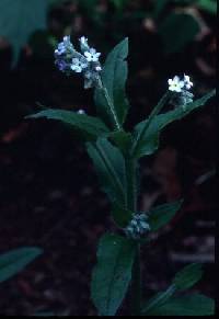 Image of Myosotis arvensis