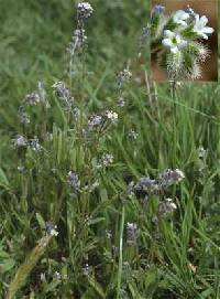 Image of Myosotis discolor