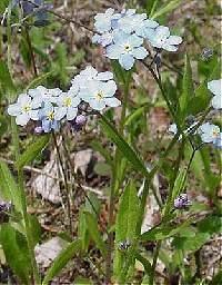 Image of Myosotis laxa