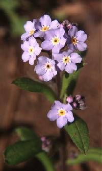 Myosotis scorpioides image
