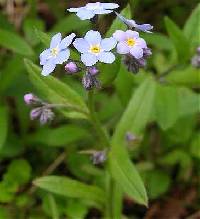 Image of Myosotis sylvatica