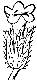 Myosotis verna image