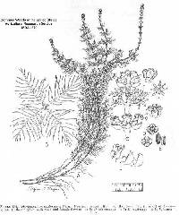 Image of Myriophyllum spicatum