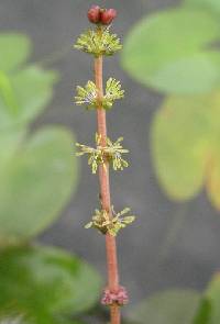 Myriophyllum sibiricum image