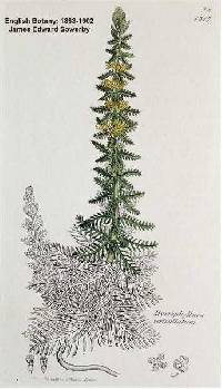 Image of Myriophyllum verticillatum