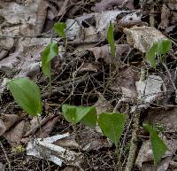 Image of Maianthemum