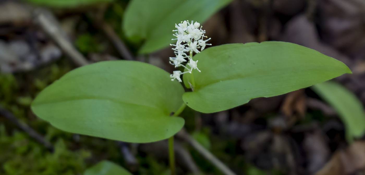 Maianthemum canadense image