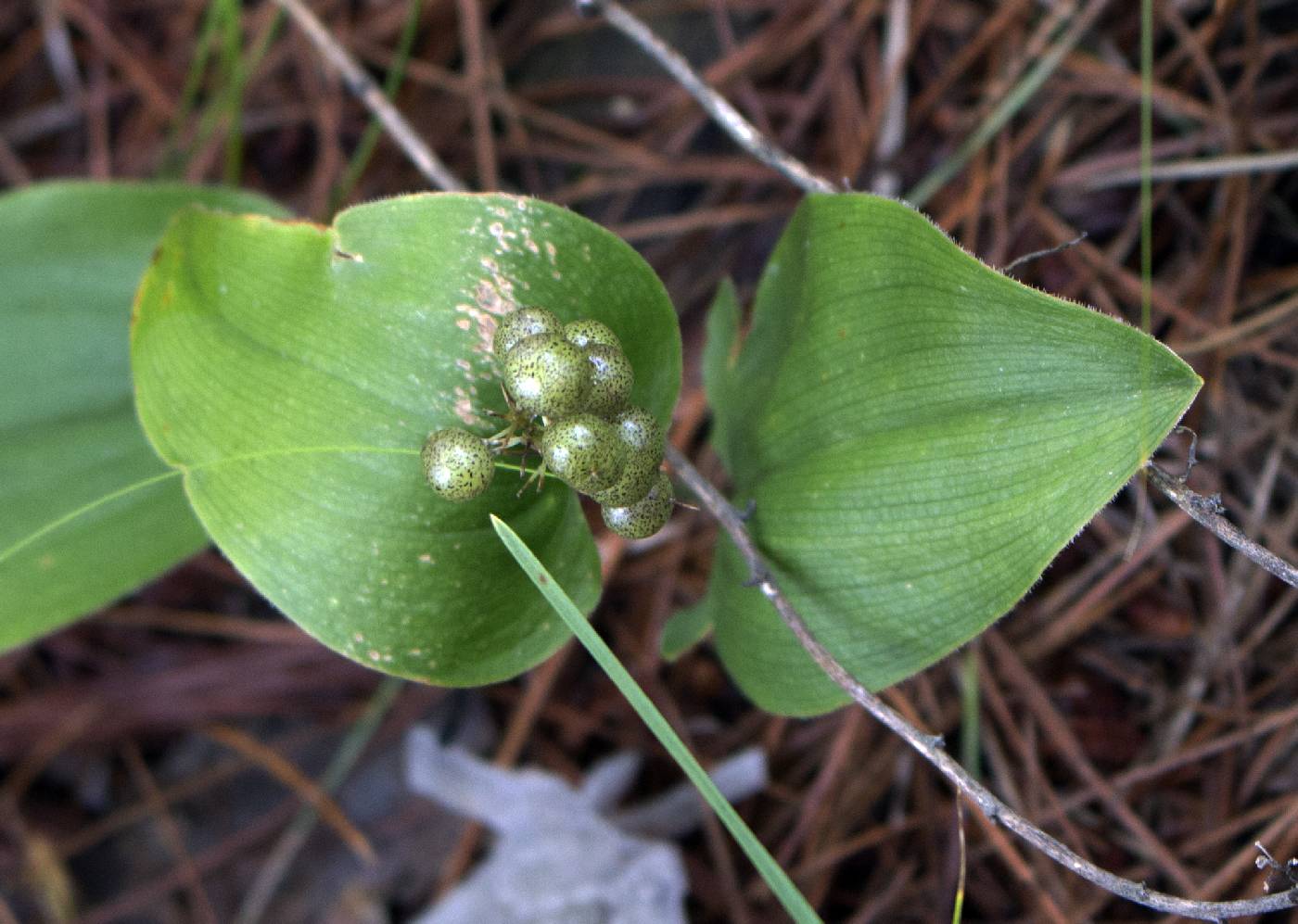 Maianthemum canadense image