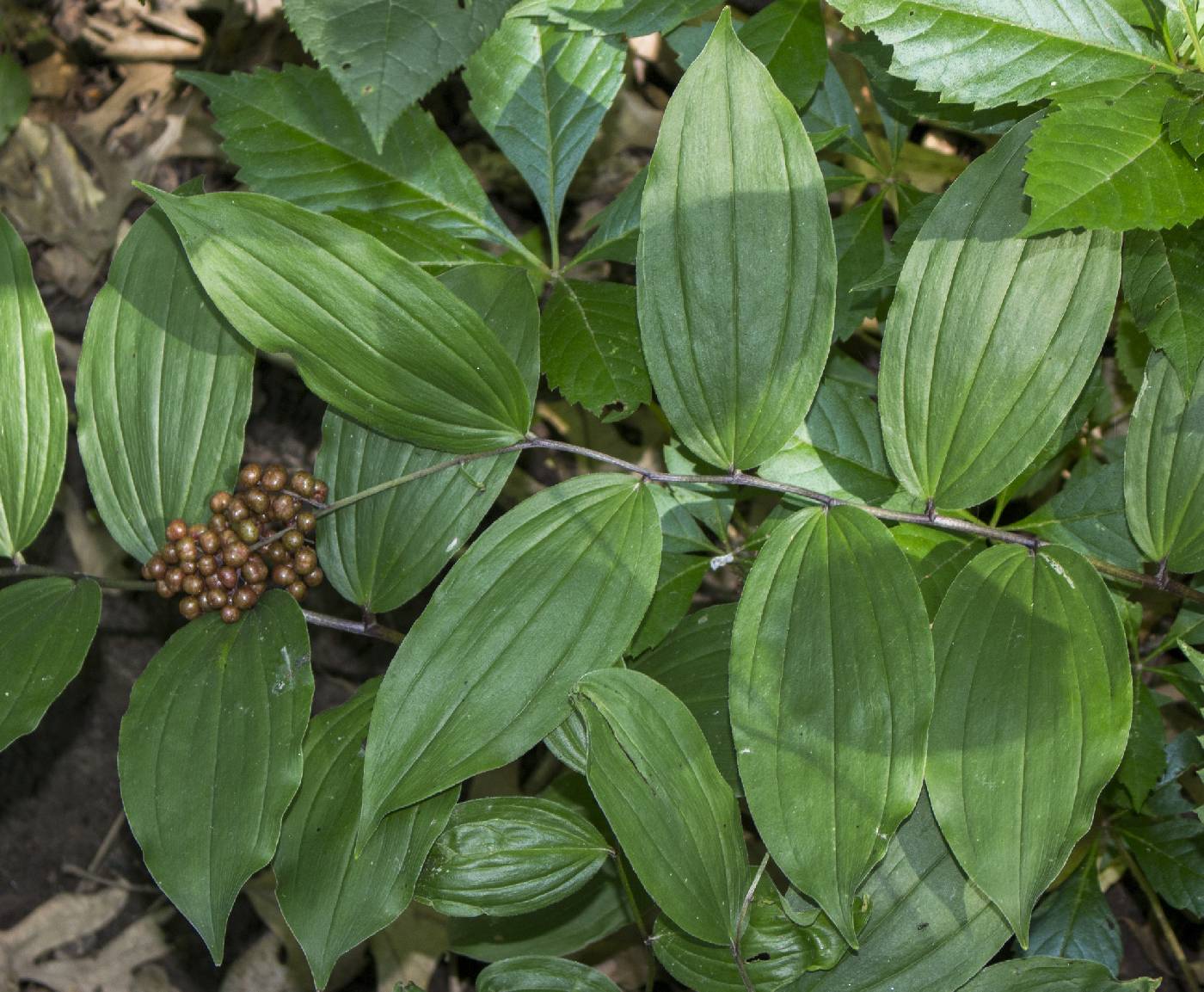 Maianthemum racemosum image