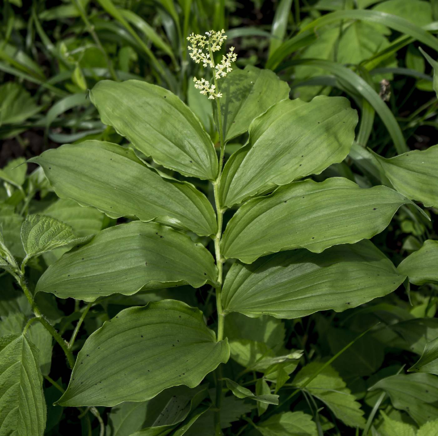 Maianthemum racemosum image