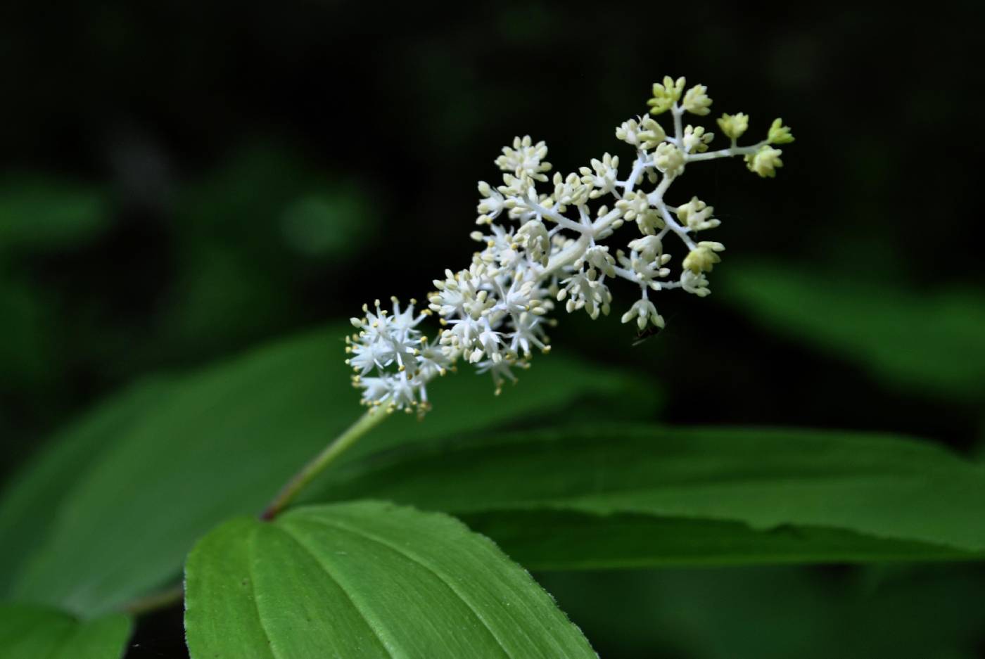 Maianthemum racemosum image