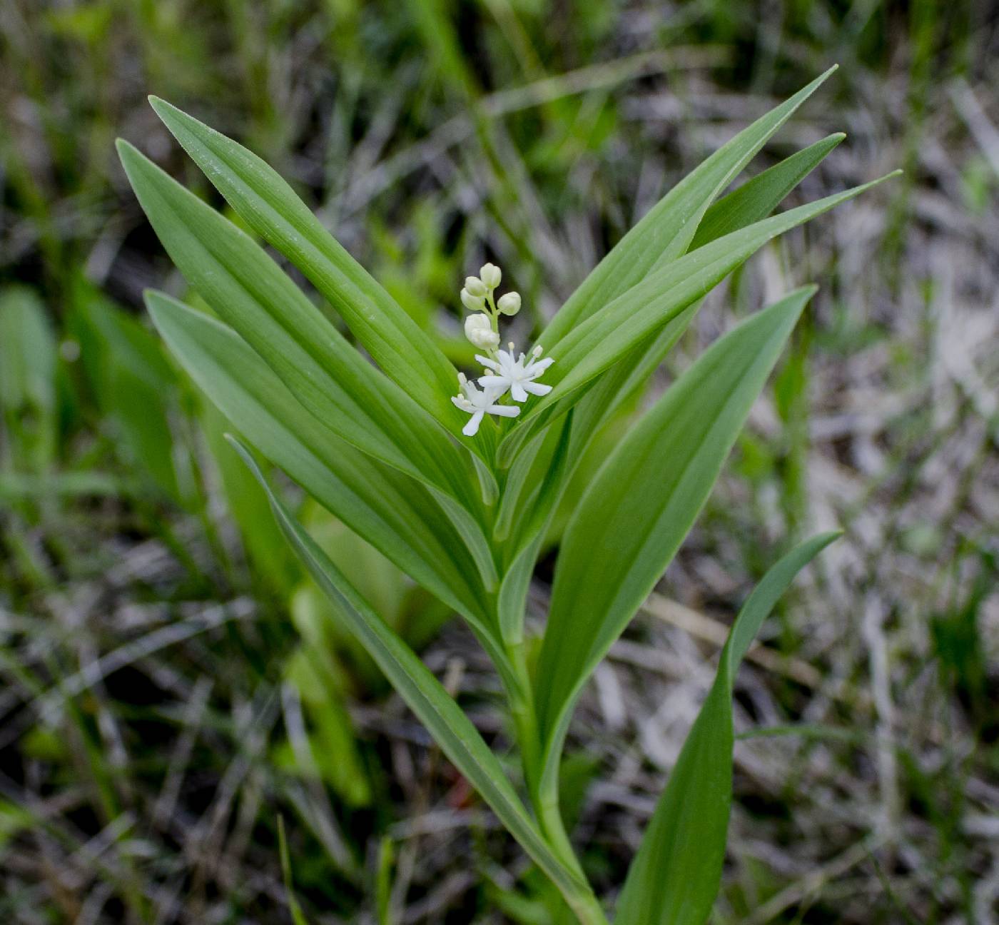 Maianthemum stellatum image