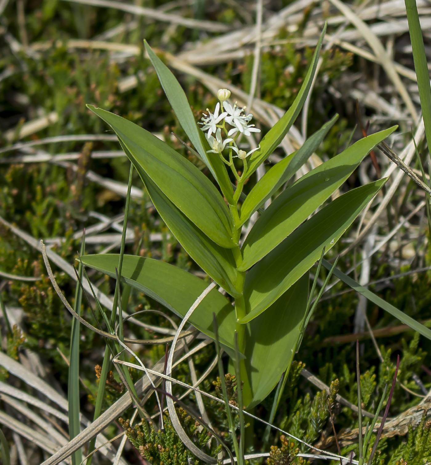Maianthemum stellatum image