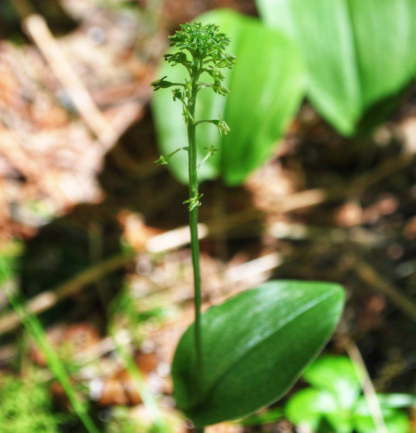 Malaxis unifolia image