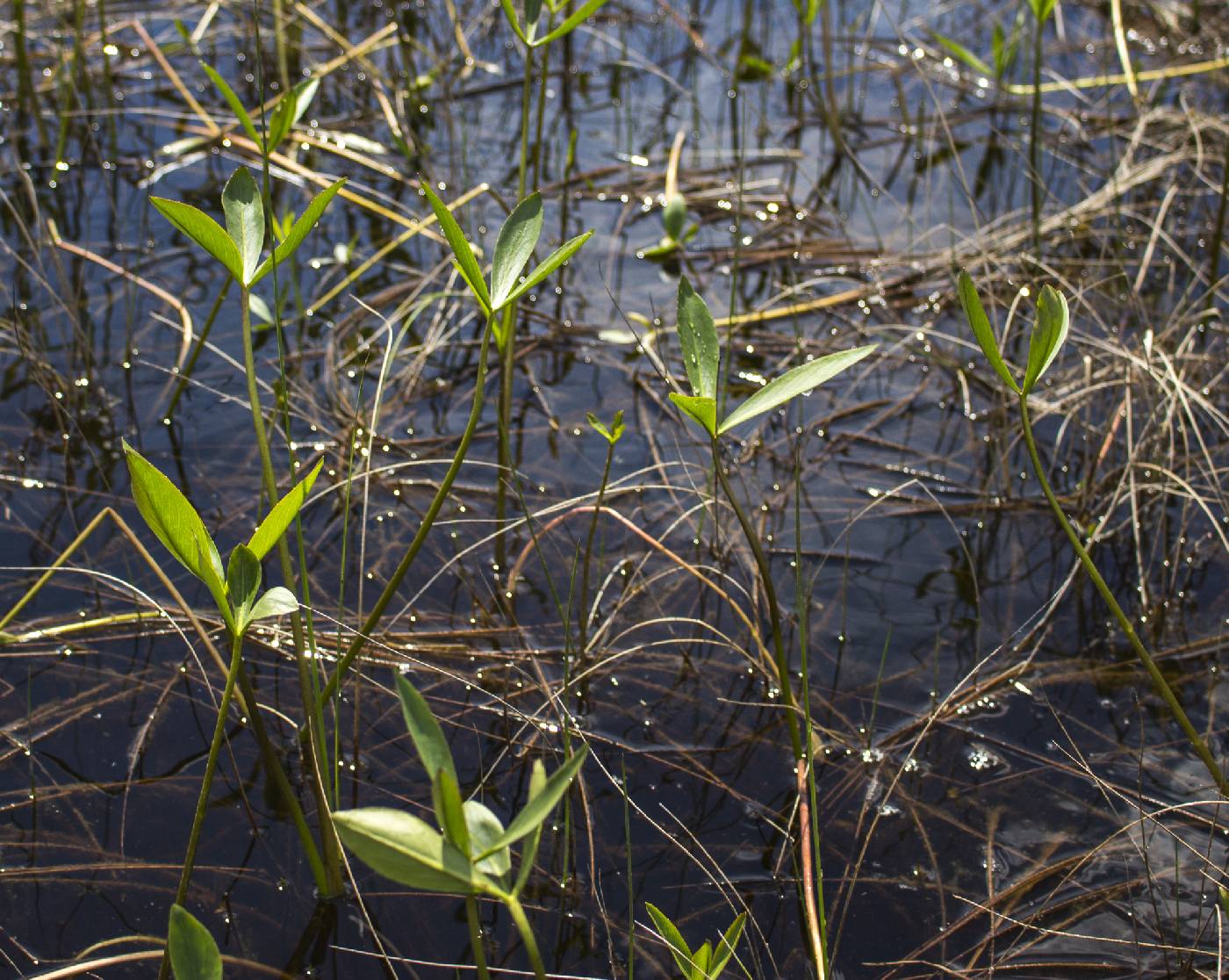 Menyanthes trifoliata image