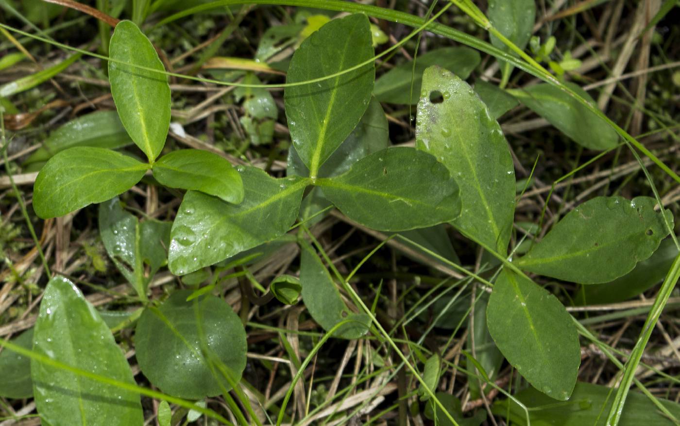 Menyanthes trifoliata image