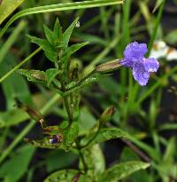 Image of Mimulus ringens