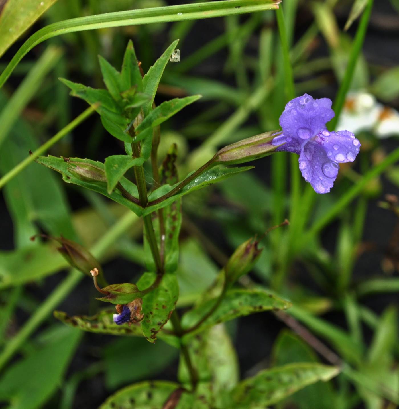 Mimulus ringens image