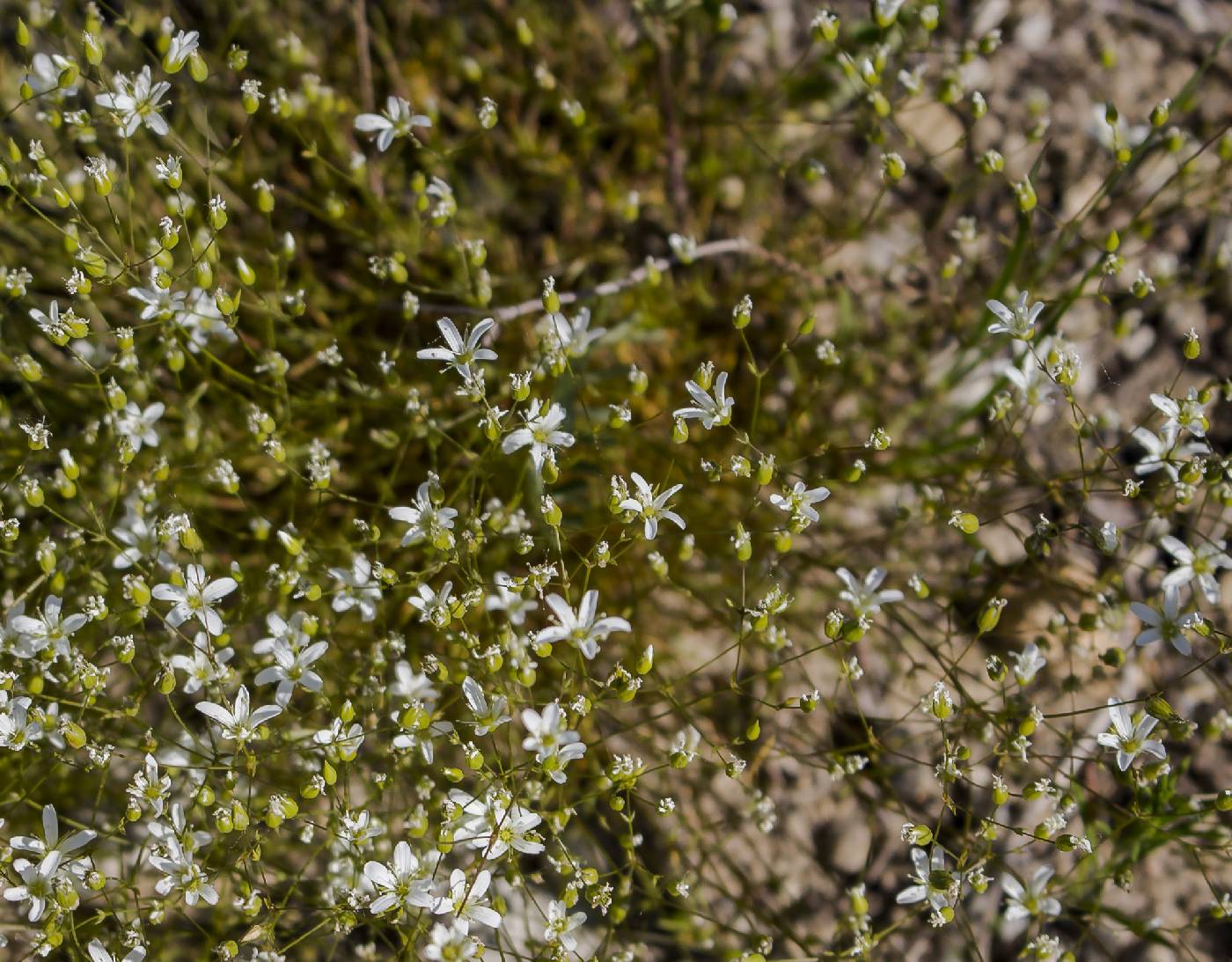 Online Virtual Flora of Wisconsin Image Details: #487236