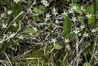 Image of Minuartia michauxii