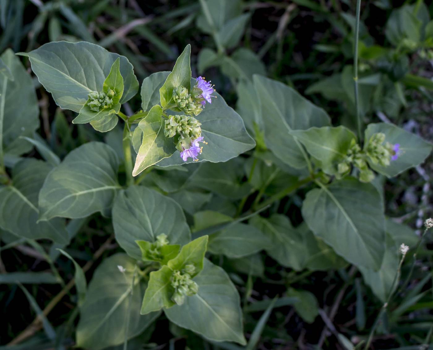 Mirabilis nyctaginea image