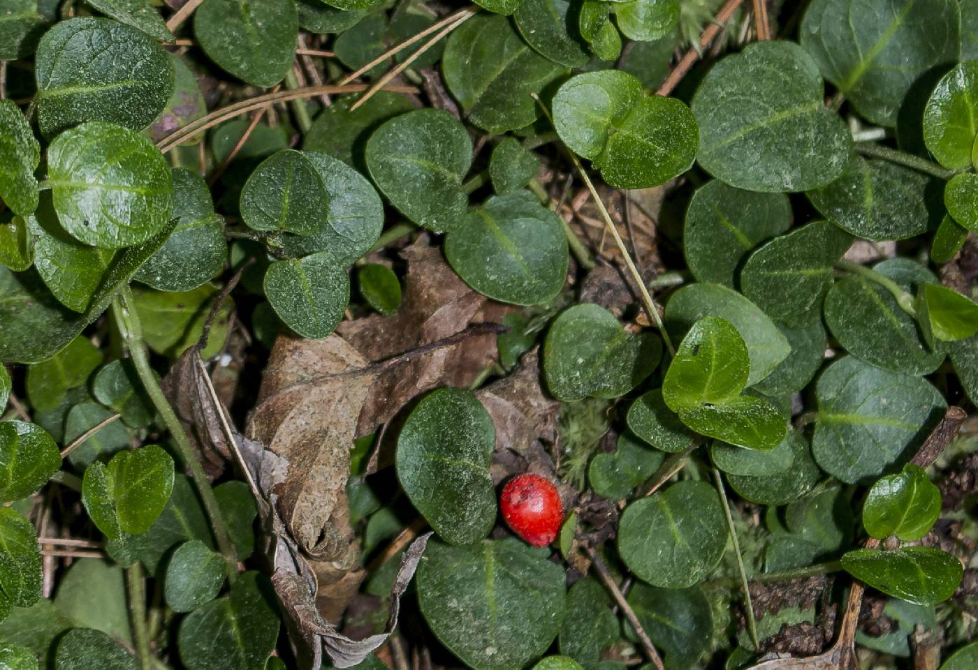 Mitchella repens image