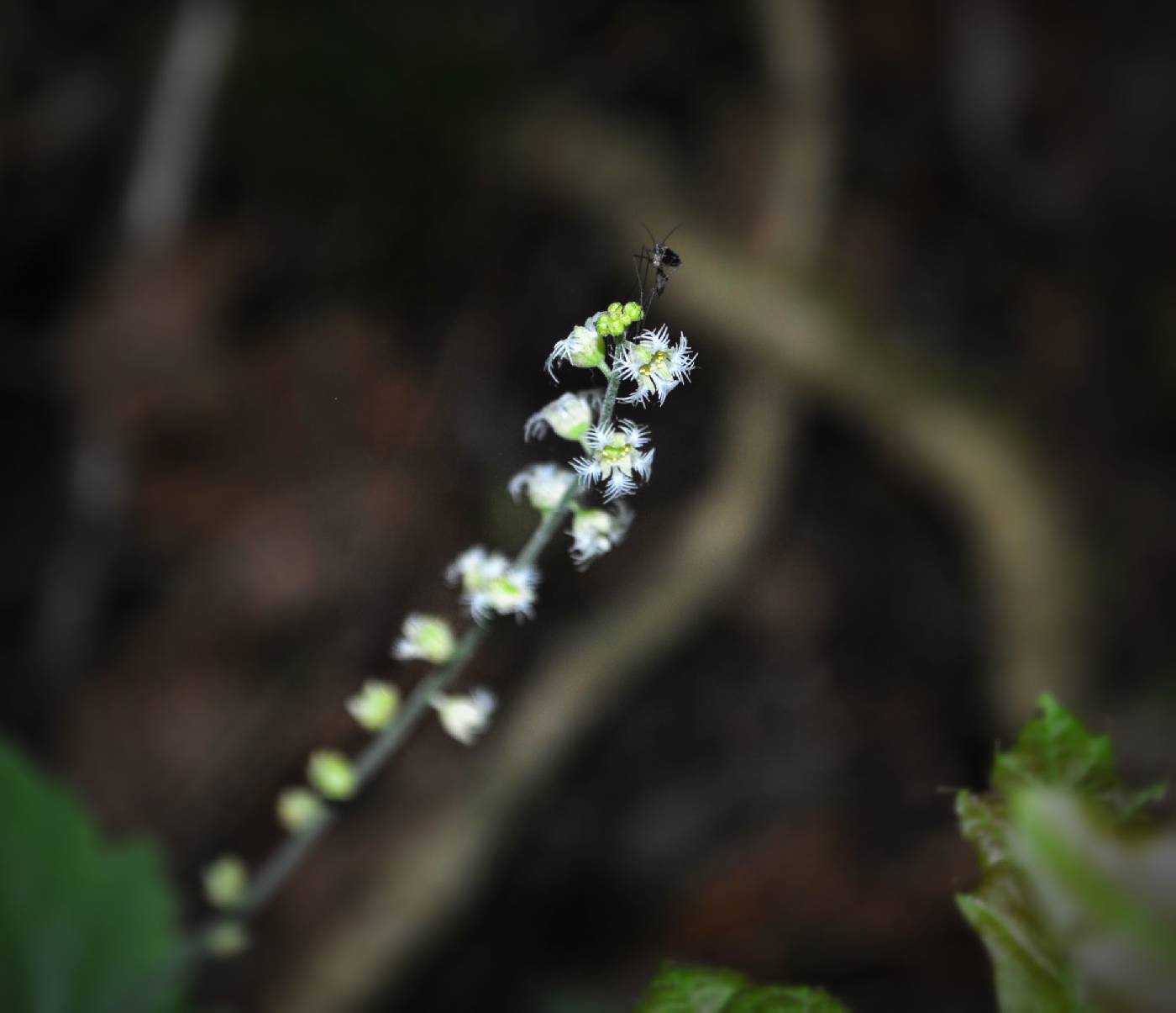 Mitella diphylla image