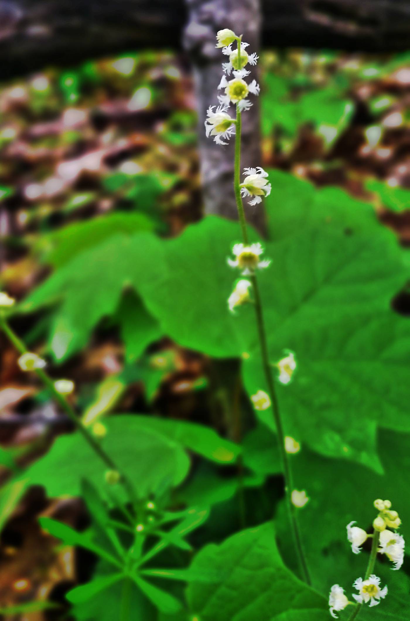 Mitella diphylla image