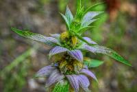 Image of Monarda punctata