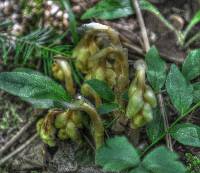 Image of Hypopitys monotropa