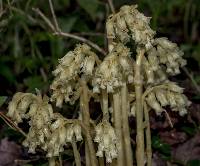 Hypopitys monotropa image
