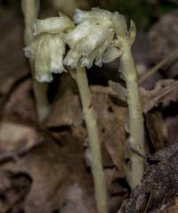 Hypopitys monotropa image