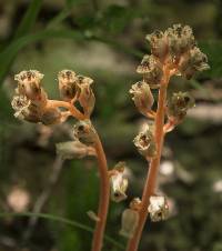 Hypopitys monotropa image
