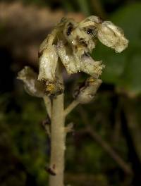 Hypopitys monotropa image