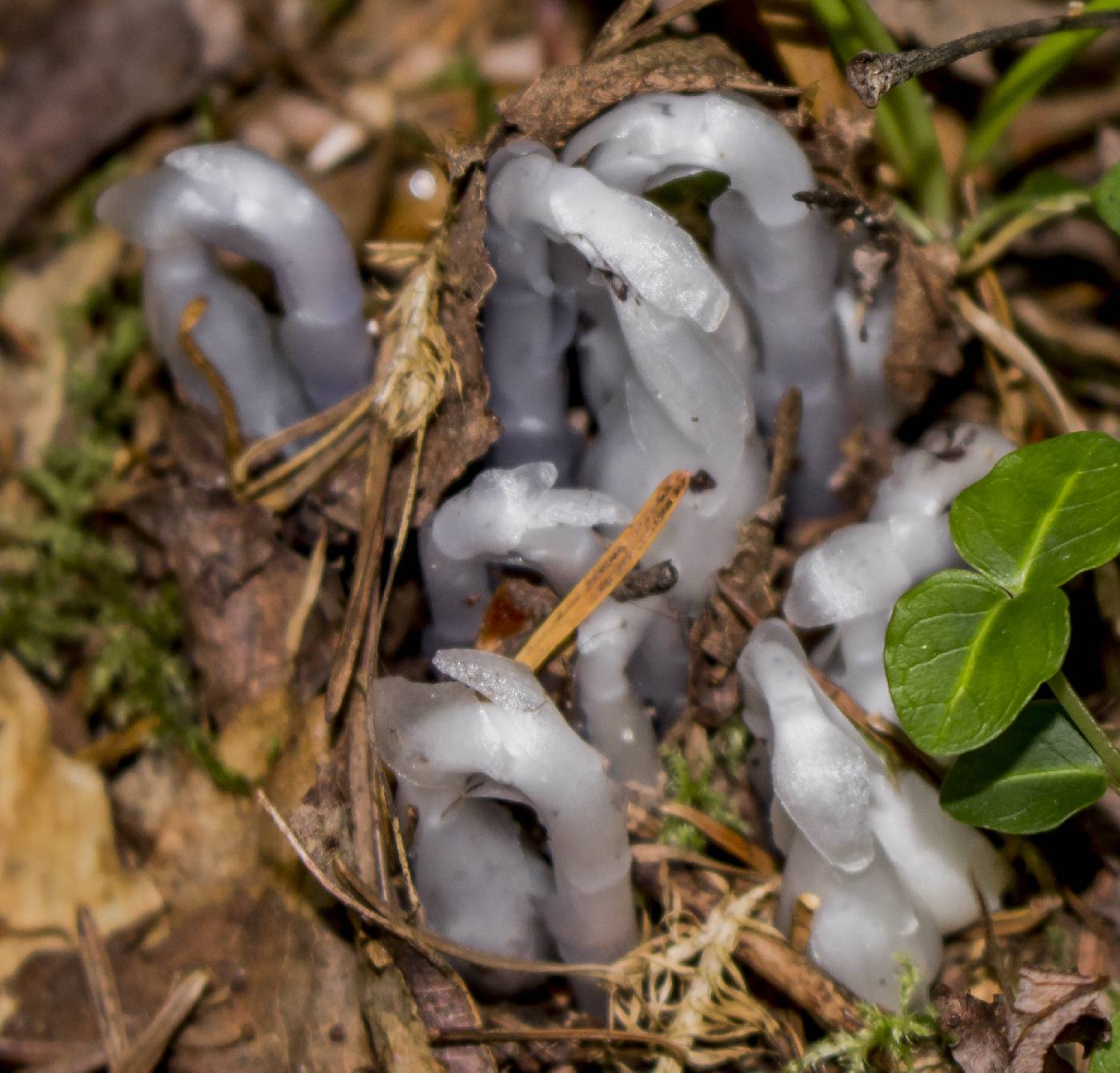 Monotropa uniflora image