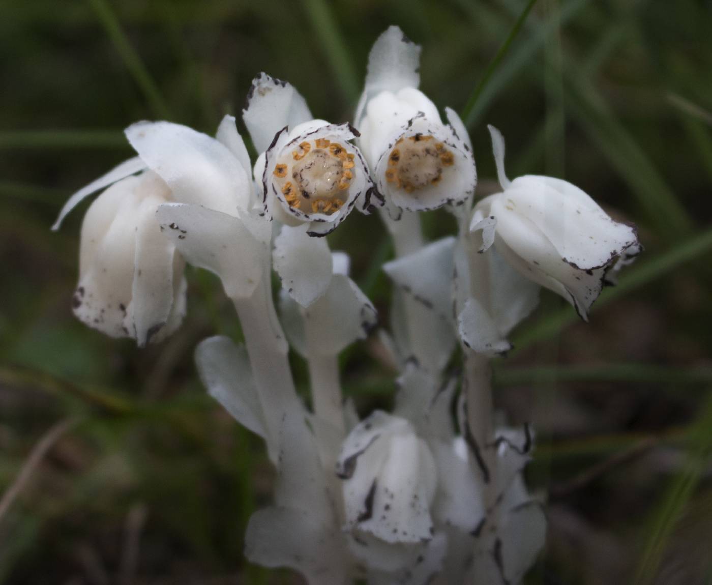 Monotropa uniflora image