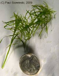 Najas flexilis image