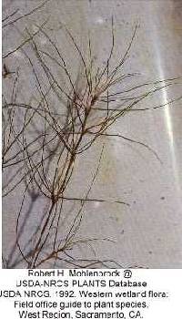 Najas guadalupensis image
