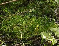 Image of Nasturtium officinale
