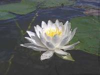 Image of Nymphaea odorata subsp. tuberosa
