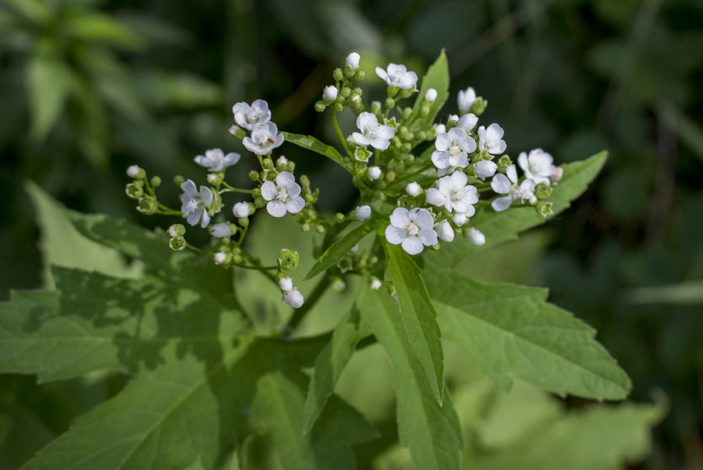 Napaea dioica image