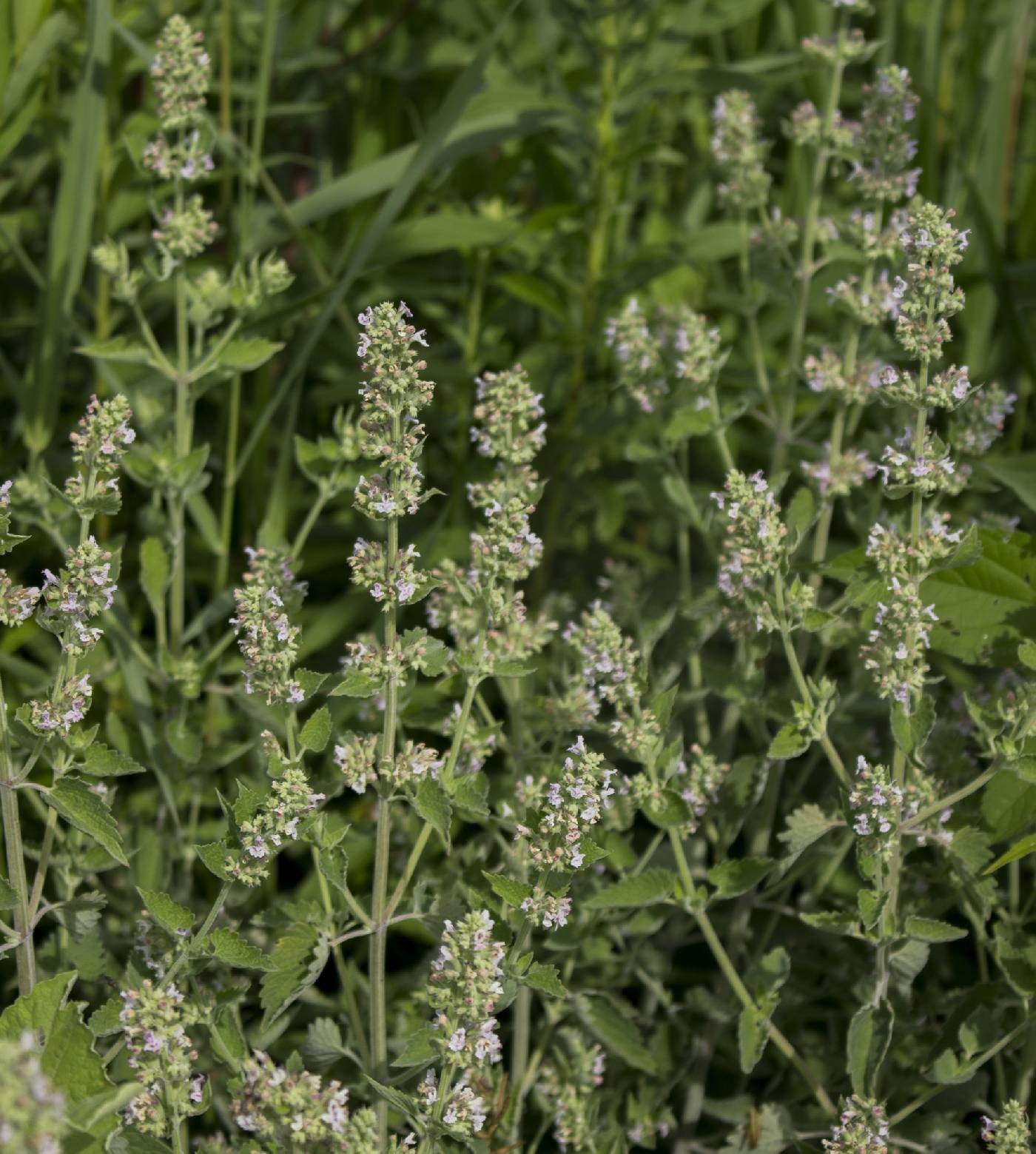 Nepeta cataria image