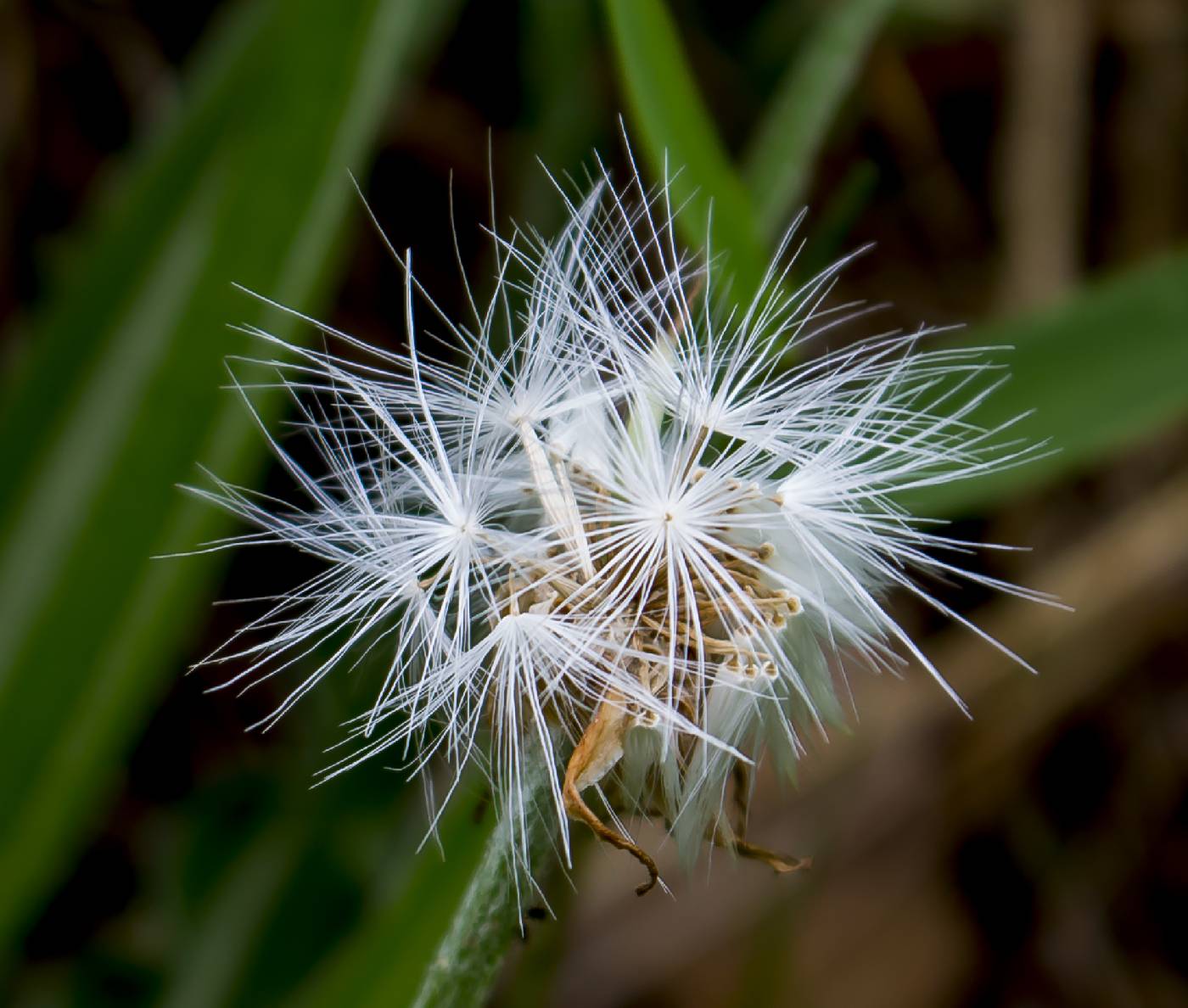 Nothocalais cuspidata image