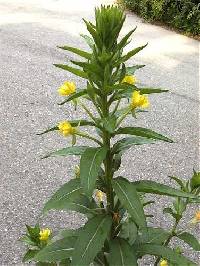 Oenothera biennis image