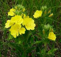 Oenothera villosa image
