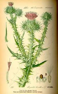 Onopordum acanthium image
