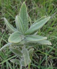 Lithospermum onosmodium image