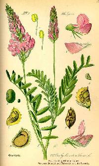 Onobrychis viciifolia image