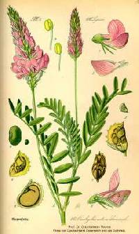 Onobrychis viciifolia image