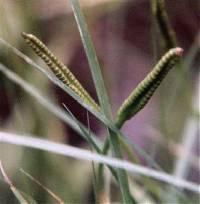 Ophioglossum pusillum image